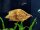 Blattfisch / Monocirrhus polyacanthus