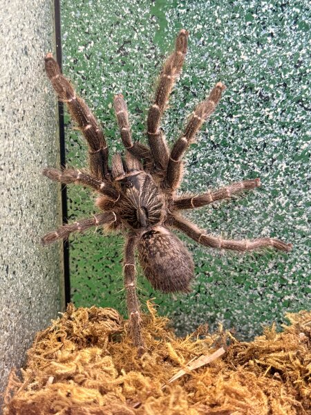 Ceratogyrus darlingi / Afrikanische Höckervogelspinne