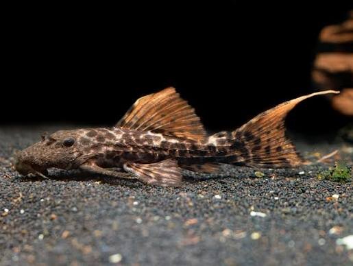 L-273 Pseudacanthicus sp. orange / Titanic Kaktuswels