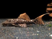 L-273 Pseudacanthicus sp. orange / Titanic Kaktuswels
