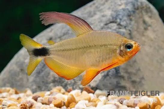 Procyon-Salmler / Hyphessobrycon procyon