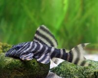 L-397 Panaqolus sp. / Alenquer Tiger Harnischwels