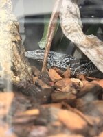 Blaue Baumwaran / Varanus macraei