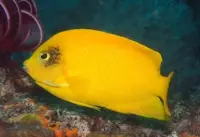 Heralds Zwergkaiserfisch / Centropyge heraldi