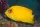 Heralds Zwergkaiserfisch / Centropyge heraldi