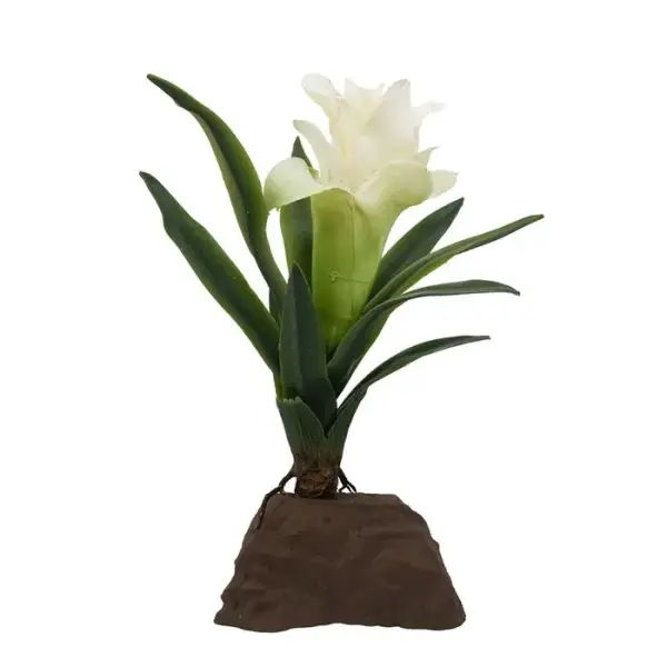 Lucky Reptile Bromelie klein weiß 20cm