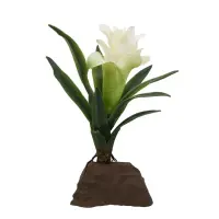 Lucky Reptile Bromelie klein weiß 20cm