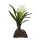 Lucky Reptile Bromelie klein weiß 20cm