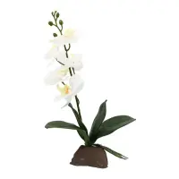 Lucky Reptile Orchidee klein weiß 35cm