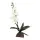 Lucky Reptile Orchidee klein weiß 35cm
