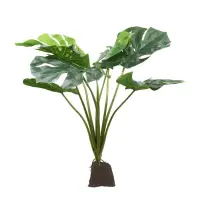 Lucky Reptile Monstera 60cm