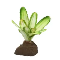 Lucky Reptile Bromelie Neoregelia weiß