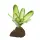 Lucky Reptile Bromelie Neoregelia weiß
