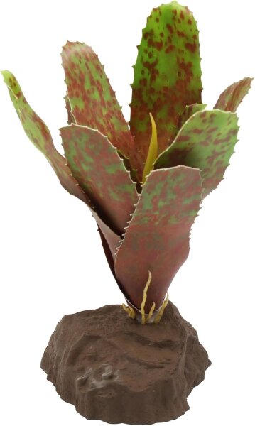 Lucky Reptile Bromelie Neoregelia grün