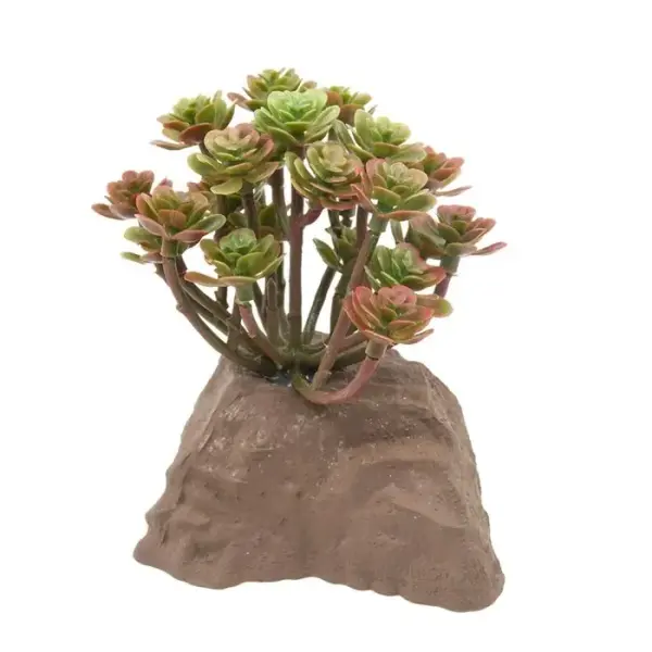 Lucky Reptile Steinpflanze 10cm