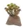Lucky Reptile Steinpflanze 10cm