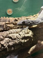 Schwarzer Baumwaran / Varanus Beccarii