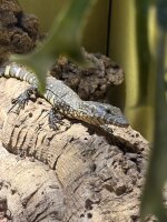 Gemeiner Nilwaran / Varanus ornatus