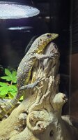 Gemeiner Nilwaran / Varanus ornatus