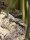 Gemeiner Nilwaran / Varanus ornatus