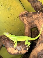 Ritteranolis 1.1 / Anolis equestris