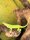 Ritteranolis 1.1 / Anolis equestris