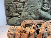 Storrs Zwergwaran / Varanus Storii