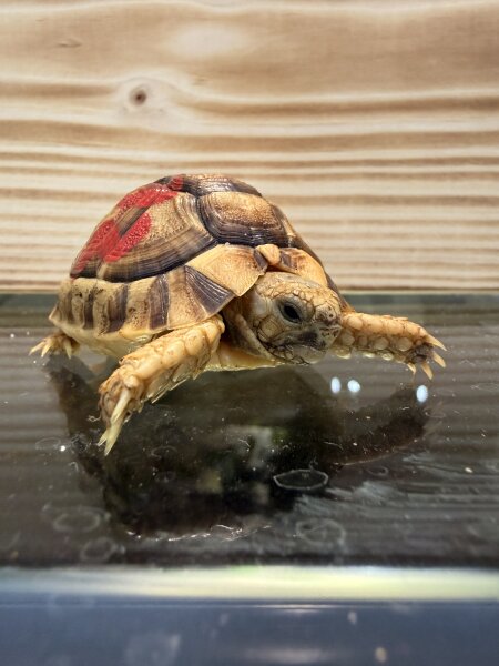 Ägyptische Landschildkröte / Tesdudo Kleinmanni