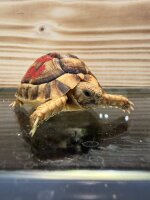 Ägyptische Landschildkröte / Tesdudo Kleinmanni