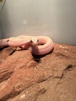 Bullennatter / Pituophis catenifer sayi