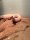 Bullennatter / Pituophis catenifer sayi
