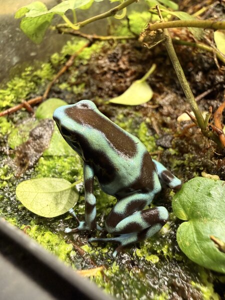 Goldbaumsteiger Frosch Birkhan bronce / Dendrobates auratus