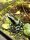 Goldbaumsteiger Frosch Birkhan bronce / Dendrobates auratus
