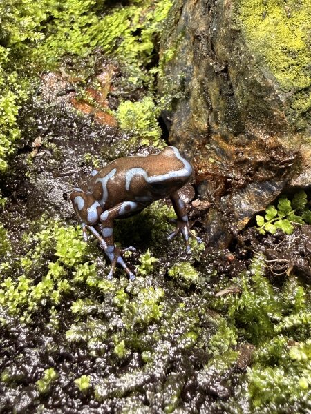 Goldbaumsteiger Frosch super blau / Dendrobates auratus