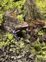 Goldbaumsteiger Frosch super blau / Dendrobates auratus