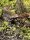 Goldbaumsteiger Frosch super blau / Dendrobates auratus