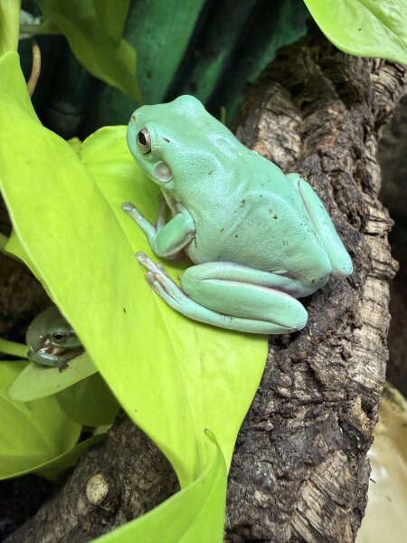 Litoria caerulea / Korallenfingerfrosch Grosse