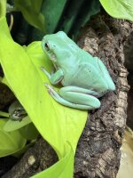 Litoria caerulea / Korallenfingerfrosch Grosse