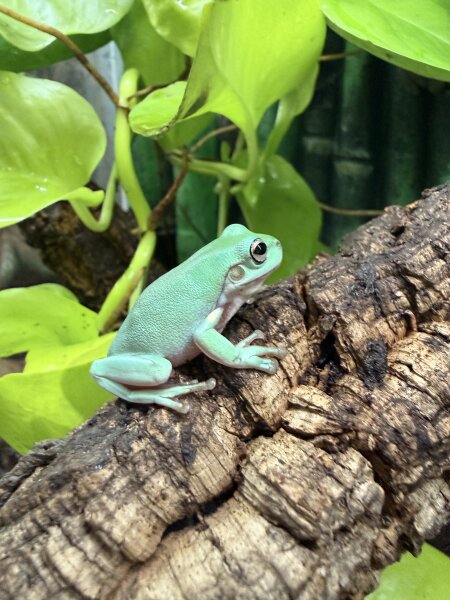 Litoria caerulea / Korallenfingerfrosch Kleine