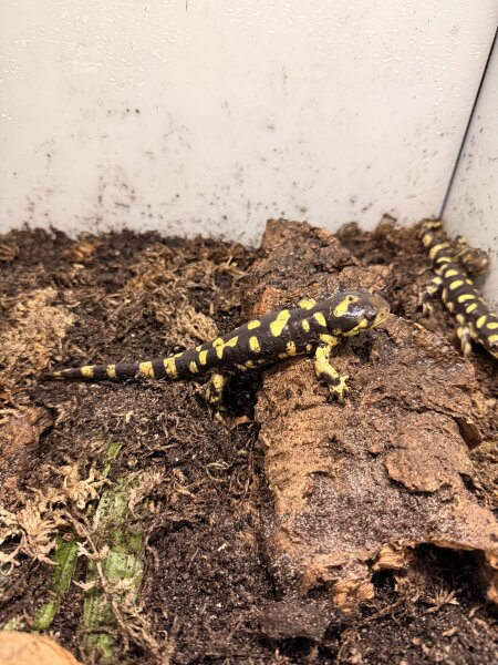Tigersalamander / Ambystoma tigrinum tigrinum