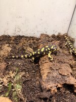 Tigersalamander / Ambystoma tigrinum tigrinum
