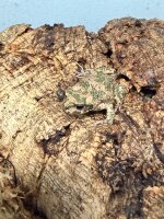 Morokko frosch / Bufo brongersmai