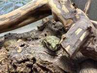 Morokko frosch / Bufo brongersmai