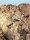Morokko frosch / Bufo brongersmai