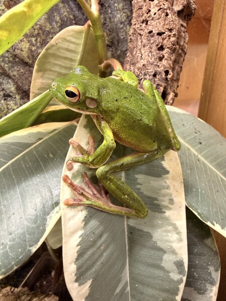 Neuguinea Korallenfinger Laubfrosch / Litoria infrafrenata