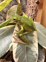 Neuguinea Korallenfinger Laubfrosch / Litoria infrafrenata