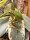 Neuguinea Korallenfinger Laubfrosch / Litoria infrafrenata
