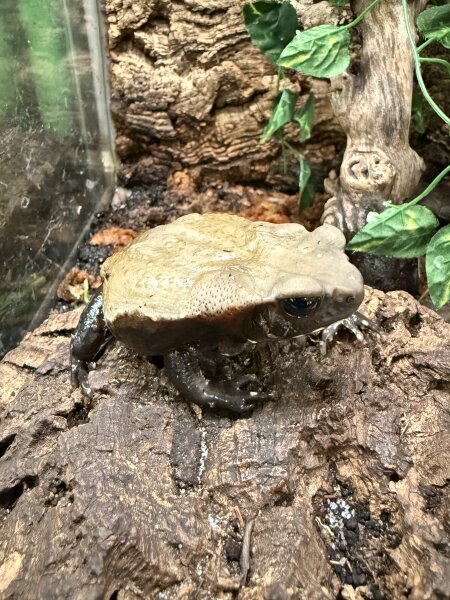 Tropfenkrote / Rhaebo guttatus