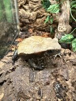 Tropfenkrote / Rhaebo guttatus