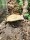 Tropfenkrote / Rhaebo guttatus